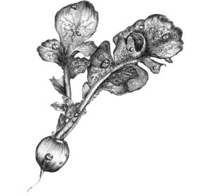Fig & radish drawing - Cocoskies